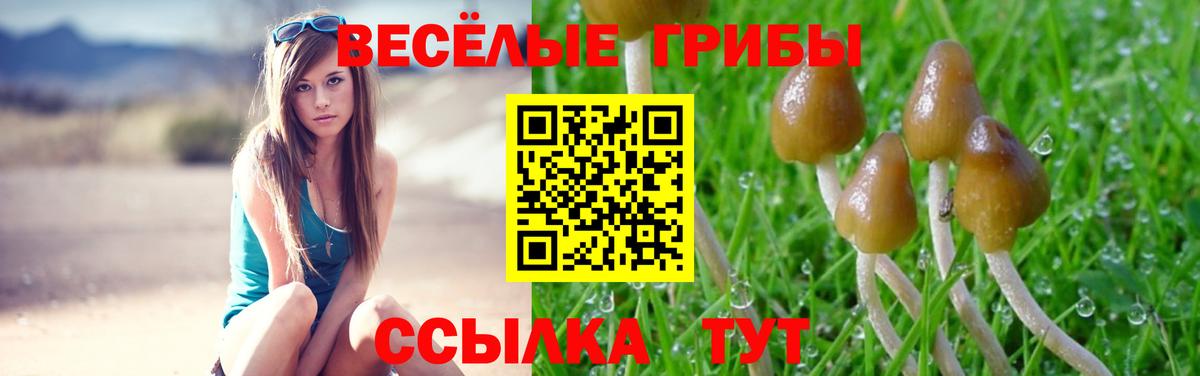 Касимов  Псилоцибиновые грибы Psilocybe  Вход с VPN 
